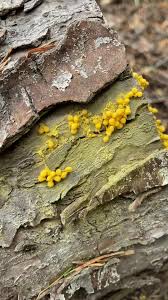 Attēlu rezultāti vaicājumam “Leocarpus fragilis stalked”