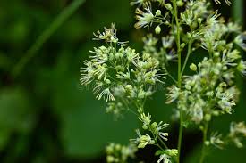 Attēlu rezultāti vaicājumam “Thalictrum minus leaf”