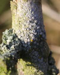 Attēlu rezultāti vaicājumam “Lecanora carpinea”