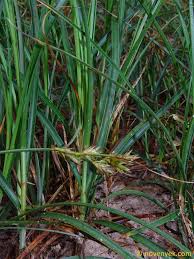 Attēlu rezultāti vaicājumam “Carex arenaria”