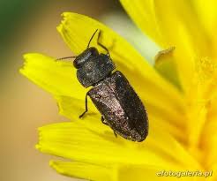 Attēlu rezultāti vaicājumam “Anthaxia quadripunctata”