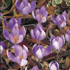 Attēlu rezultāti vaicājumam “Crocus speciosus”