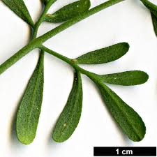 Image result for Ruta graveolens