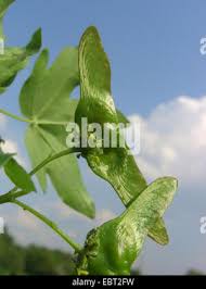 Attēlu rezultāti vaicājumam “Acer campestre fruit”