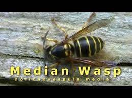 Attēlu rezultāti vaicājumam “Dolichovespula media”