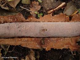 Attēlu rezultāti vaicājumam “Vuilleminia comedens”