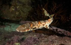 Image result for Haploblepharus edwardsii