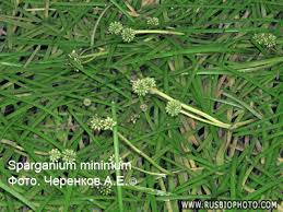 Attēlu rezultāti vaicājumam “Sparganium minimum”