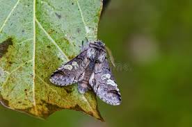 Attēlu rezultāti vaicājumam “Diloba caeruleocephala larva”