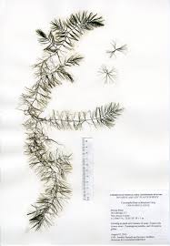 Attēlu rezultāti vaicājumam “Campylophyllum calcareum sporophyte”