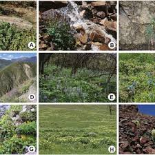 Attēlu rezultāti vaicājumam “Corydalis intermedia fruit”