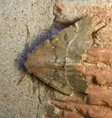 Attēlu rezultāti vaicājumam “Odontopera bidentata”