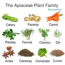 Attēlu rezultāti vaicājumam “Umbelliferae”