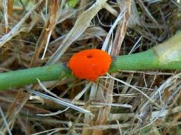 Attēlu rezultāti vaicājumam “Puccinia sessilis”