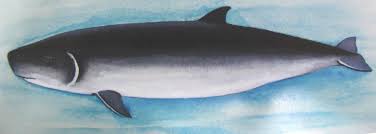 Image result for Kogia breviceps