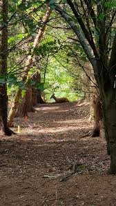 Image result for Cloth Of Gold Field Archery Club