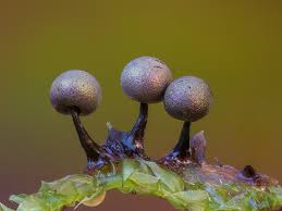 Attēlu rezultāti vaicājumam “Metatrichia vesparia”