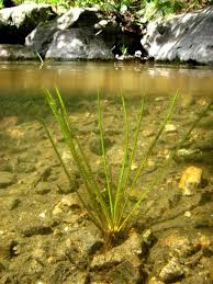 Attēlu rezultāti vaicājumam “Isoetes echinospora leaf”