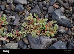 Attēlu rezultāti vaicājumam “Glaux maritima leaf”