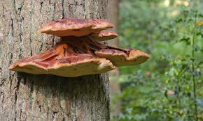 Attēlu rezultāti vaicājumam “Fistulina hepatica”