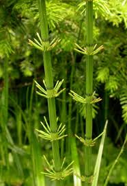 Attēlu rezultāti vaicājumam “Equisetum fluviatile”