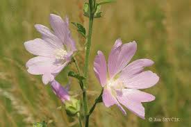 Image result for Lavatera thuringiaca