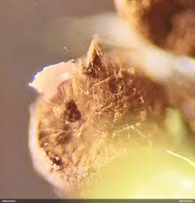 Attēlu rezultāti vaicājumam “Lamproderma elasticum”