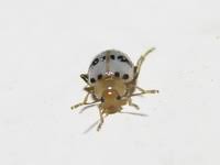 Attēlu rezultāti vaicājumam “Alticinae”