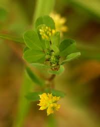 Attēlu rezultāti vaicājumam “Trifolium dubium”