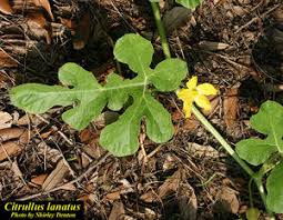 Attēlu rezultāti vaicājumam “Citrullus lanatus leaf”