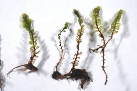 Attēlu rezultāti vaicājumam “Plagiochila porelloides”