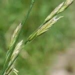 Attēlu rezultāti vaicājumam “Festuca pratensis”