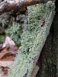 Attēlu rezultāti vaicājumam “Cladonia parasitica”