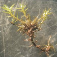 Attēlu rezultāti vaicājumam “Weissia squarrosa”