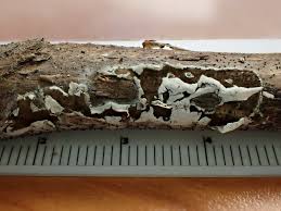 Attēlu rezultāti vaicājumam “Diachea subsessilis young”