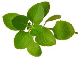 Image result for Oregano