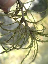 Attēlu rezultāti vaicājumam “Najas minor leaf”