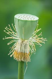 Attēlu rezultāti vaicājumam “Lotus sp. bud”