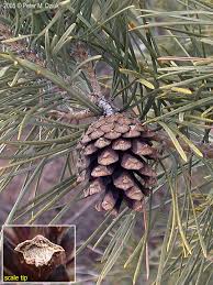 Attēlu rezultāti vaicājumam “Pinus sylvestris female flower”