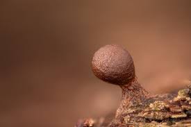 Attēlu rezultāti vaicājumam “Trichia ambigua”