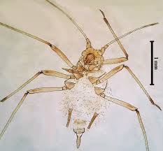 Attēlu rezultāti vaicājumam “Macrosiphoniella millefolii”