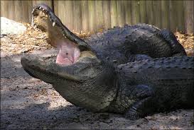 Image result for Alligator mississippiensis