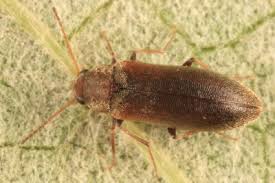 Attēlu rezultāti vaicājumam “Melandryidae”