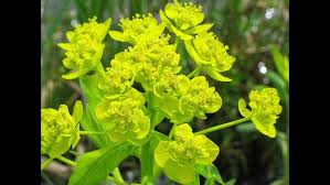 Attēlu rezultāti vaicājumam “Euphorbia palustris”