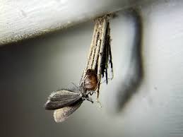 Attēlu rezultāti vaicājumam “Psyche casta”