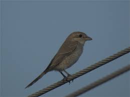 Image result for Lanius isabellinus