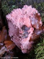 Attēlu rezultāti vaicājumam “Rhodonia placenta”