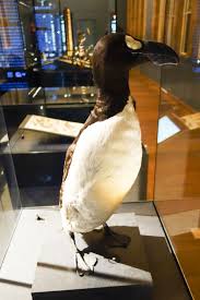 Image result for Pinguinus impennis