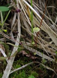 Attēlu rezultāti vaicājumam “Splachnum ampullaceum sporophyte”