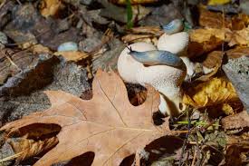 Attēlu rezultāti vaicājumam “Krynickillus melanocephalus”